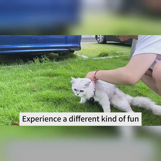 White cat wearing a pet camera collar, experiencing outdoor fun and adventure with a person.